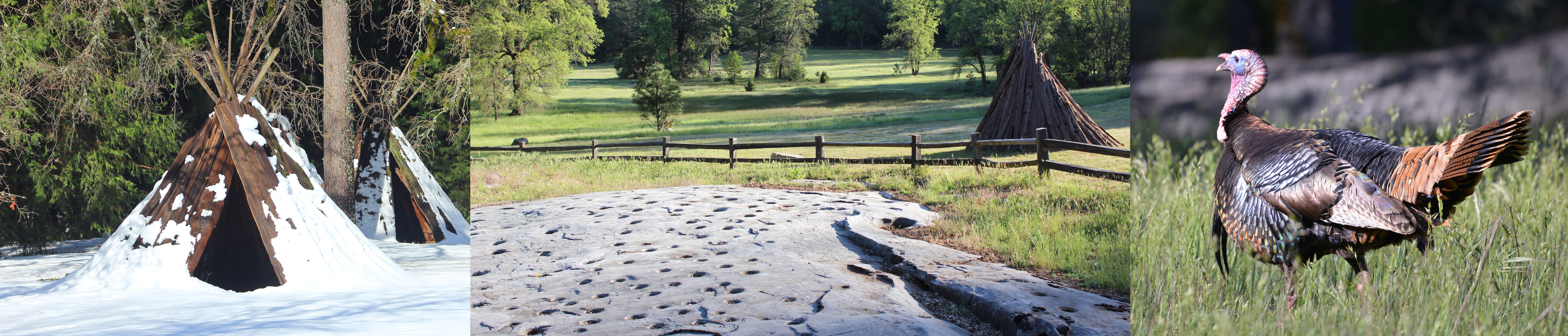 Three photos (left to right)  bark houses covered in snow, grinding rock with a bark house and meadow in the background, wild turkey walking in grass